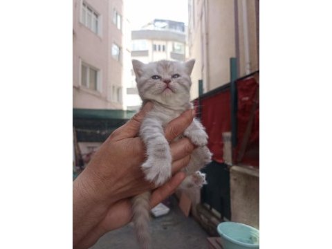 British shorthair yavrumuz yeni yuvasını arıyor