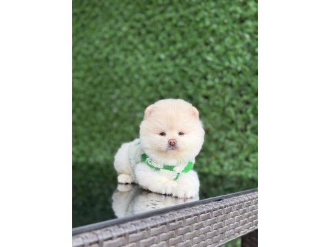 Üst kalite pomeranian boo
