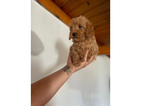 Sağlık garantili karma aşıları yapılmış yavrular toy poodle