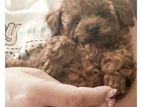 Toy poodle yavrumuz