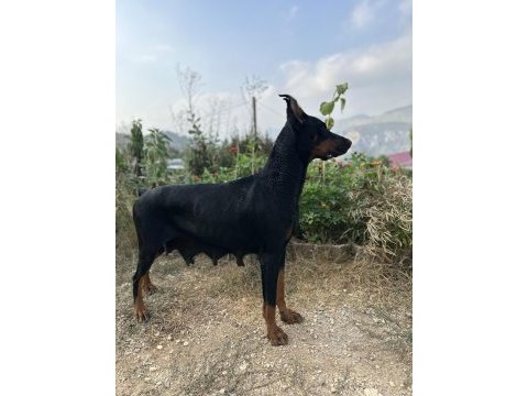 3 tane a şecereli genç yetişkin dişi doberman