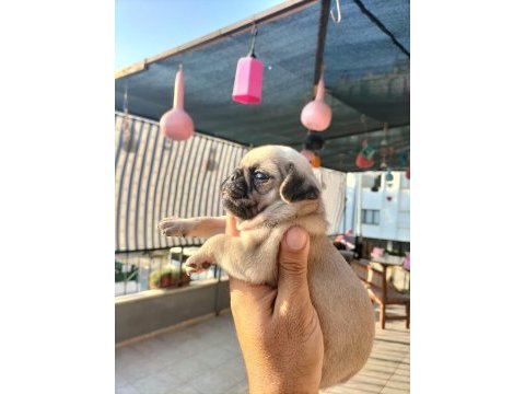 Sıfır burun gül kuyruklu pug mops yavrular