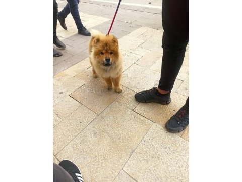 3 buçuk aylık çin aslanı sağlığı aşıları tamdır