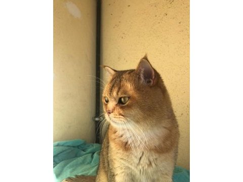 Orjinal safkan golden black british shorthair baskın erkek