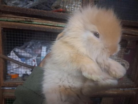 1 aylık hollanda lop tavşan yavruları