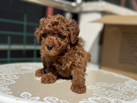 Ankarada ziyarete açık kore toy poodle yavrular