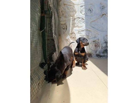 Doberman yavrularımız