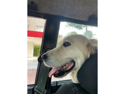 3 yaşında dişi golden retriever