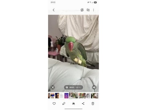 Alexander papağanı 8 aylık