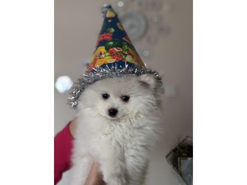 Pomeranian boo acil satılık