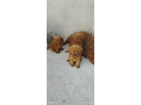 Yeni ev arkadaşınız poodle
