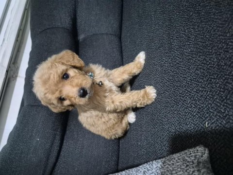 Toy poodle 6 yavrumuz