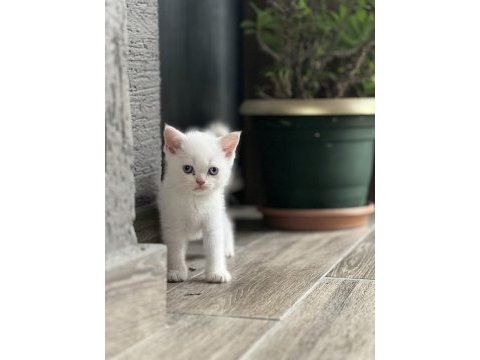 Erkek british shorthair güzel yavru