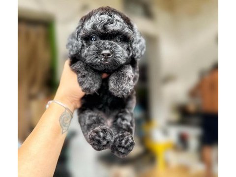 Toy poodle cinsi bebeklerimiz