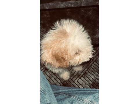 Acil sahiplendiriliyor poodle köpeğimiz