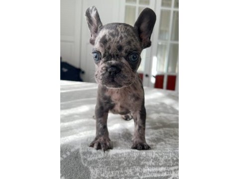 Mavi gözlü french bulldog yavrularım