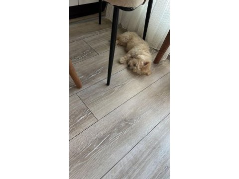 3 aylık tatlı oğlumuz maltese