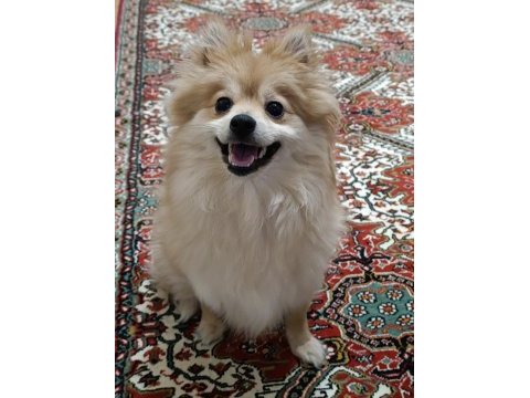 Pomeranian spitz latte kızımıza yuva arıyoruz