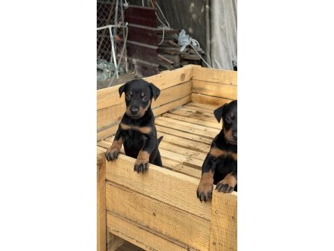 Doberman yavruları