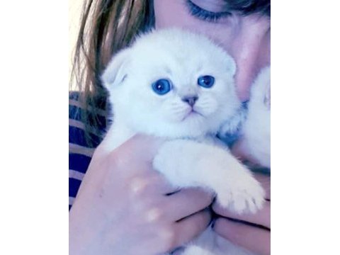 Safkan sağlıklı scottish fold yavru