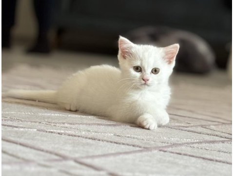 2 kedimiz var 3 aylık onlara iyi bakacak bir aile