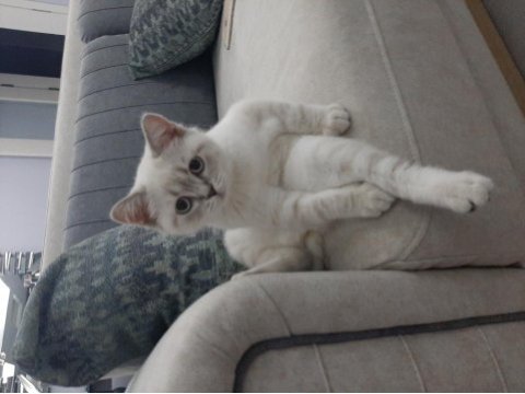 British shorthair lynx point