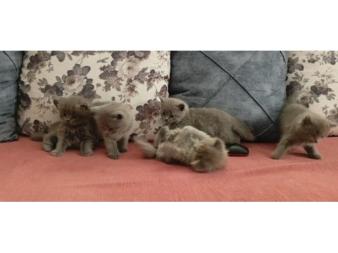 British shorthair yavrularımız