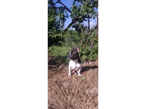 French bulldog köpeğimiz 5 aylık