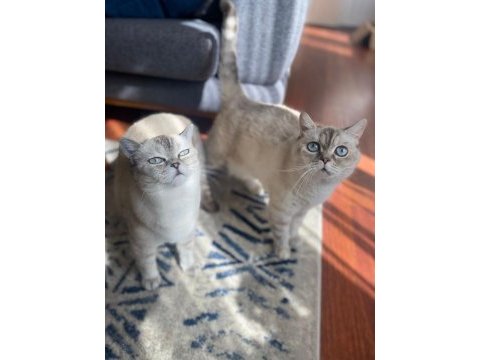 Kızlarımız sahiplendirilicektir british shorthair