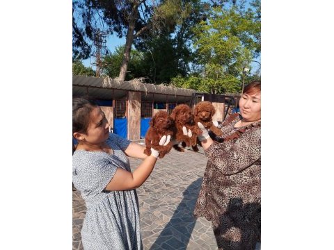 Kore toy poodle yavrularımız ruhsatlı çiftliği mızden