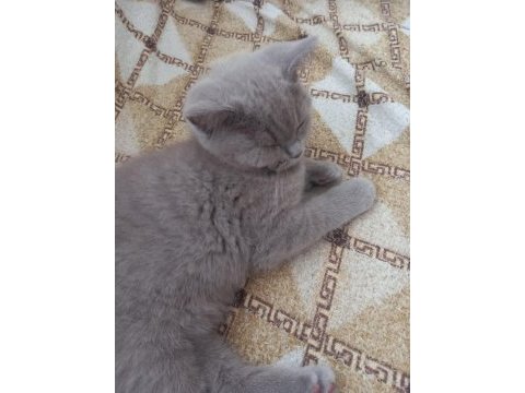 2.5 aylık british shorthair yavrular