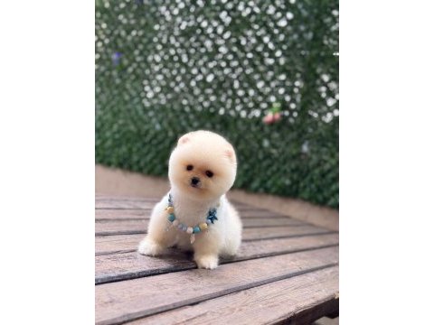Show kalite pomeranian boo yavrular