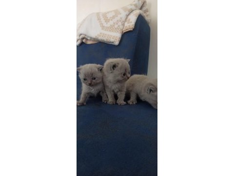 Yeni british shorthair yavrular