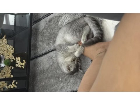 Sevimli tatlı oyun delisi british shorthair