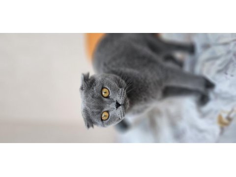 Bakımlı evcil ev kedisi gri dişi scottish fold
