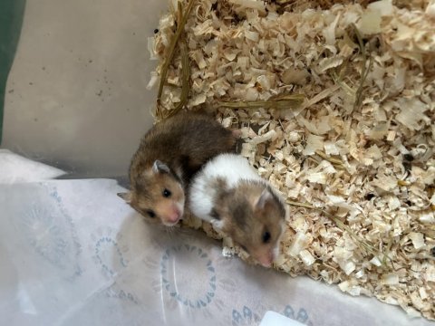 Minik hamster bebekler
