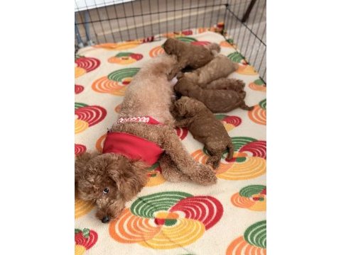 Poodle yavrularımıza güvenli bir yuva arıyor