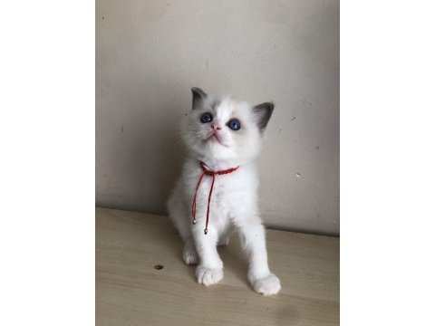 Full şecereli ragdoll bicolor yavrular