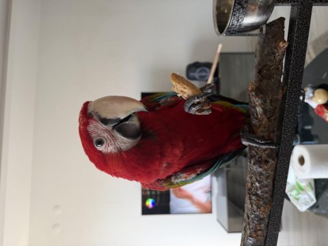 Orman bakanlığı belgeli yavru kırmızı macaw papağanı