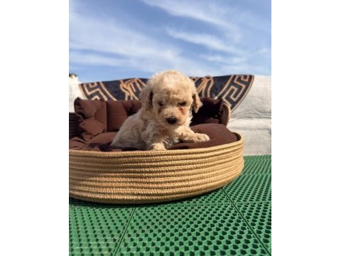 Süper teacup maltipoo kore