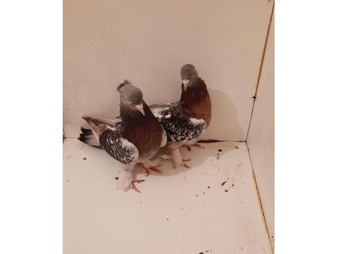 Bir takım bozkirli güvercin 81 ile gönderim sağlarız