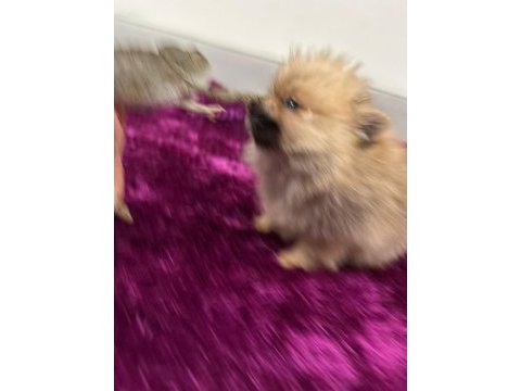 Irk garantılı teacup pomeranian