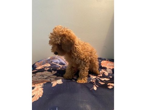 Toy poodle dişi