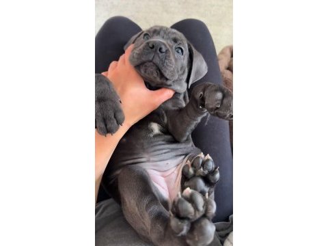 Alarm sistemlerinden daha güvenilir cane corso