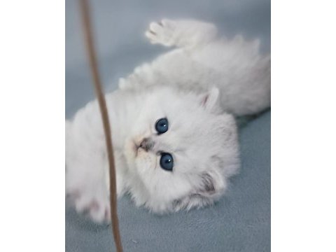 Yakışıklı british longhair ares