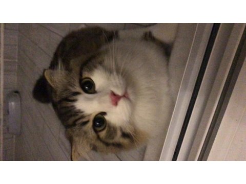 Tatlı yavrumuz yeni ailesini arıyor scottish fold