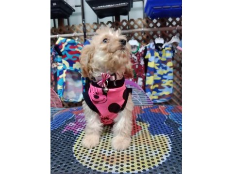 Dişi maltipoo