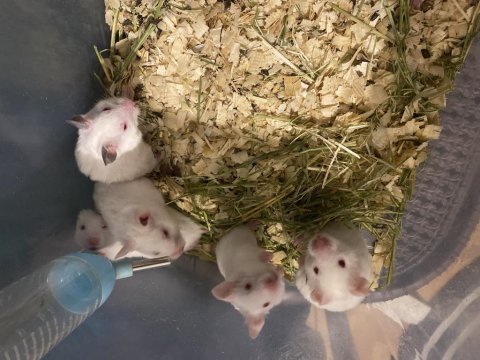 Syrian hamster beyaz kırmızı