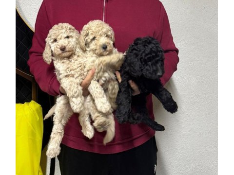 Toy poodle yavrular yeni yuvalarını arıyorlar