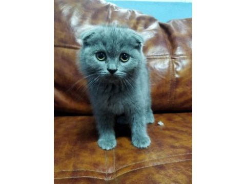 Muhteşem güzellikte scottish fold yavrularımız